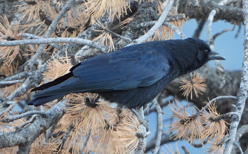 American Crow - ML612452996