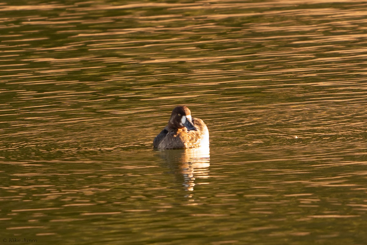 Greater Scaup - Kike Junco