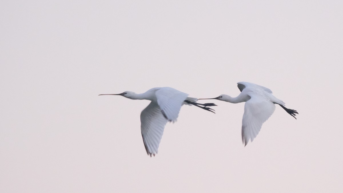 Eurasian Spoonbill - ML612453066