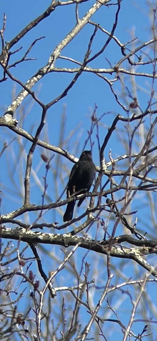 Rusty/Brewer's Blackbird - ML612453079