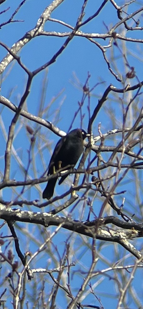 Rusty/Brewer's Blackbird - ML612453081