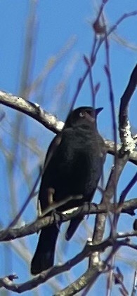 Rusty/Brewer's Blackbird - ML612453082