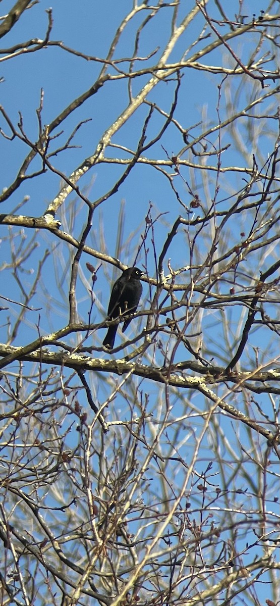 Rusty/Brewer's Blackbird - ML612453083