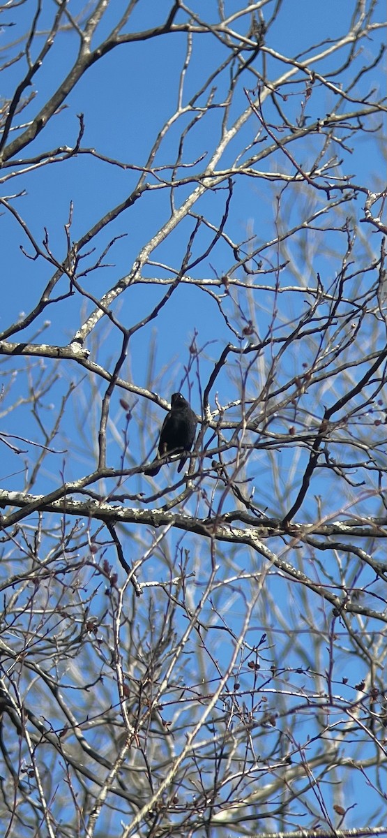 Rusty/Brewer's Blackbird - ML612453084