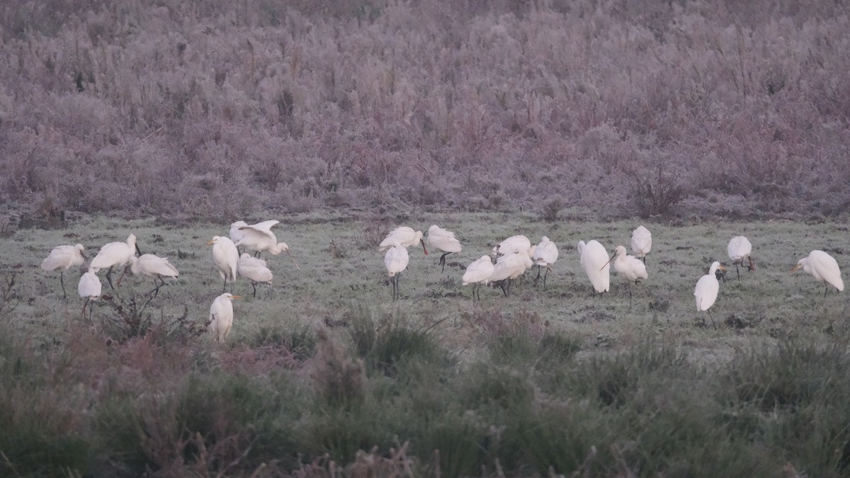 Eurasian Spoonbill - ML612453087