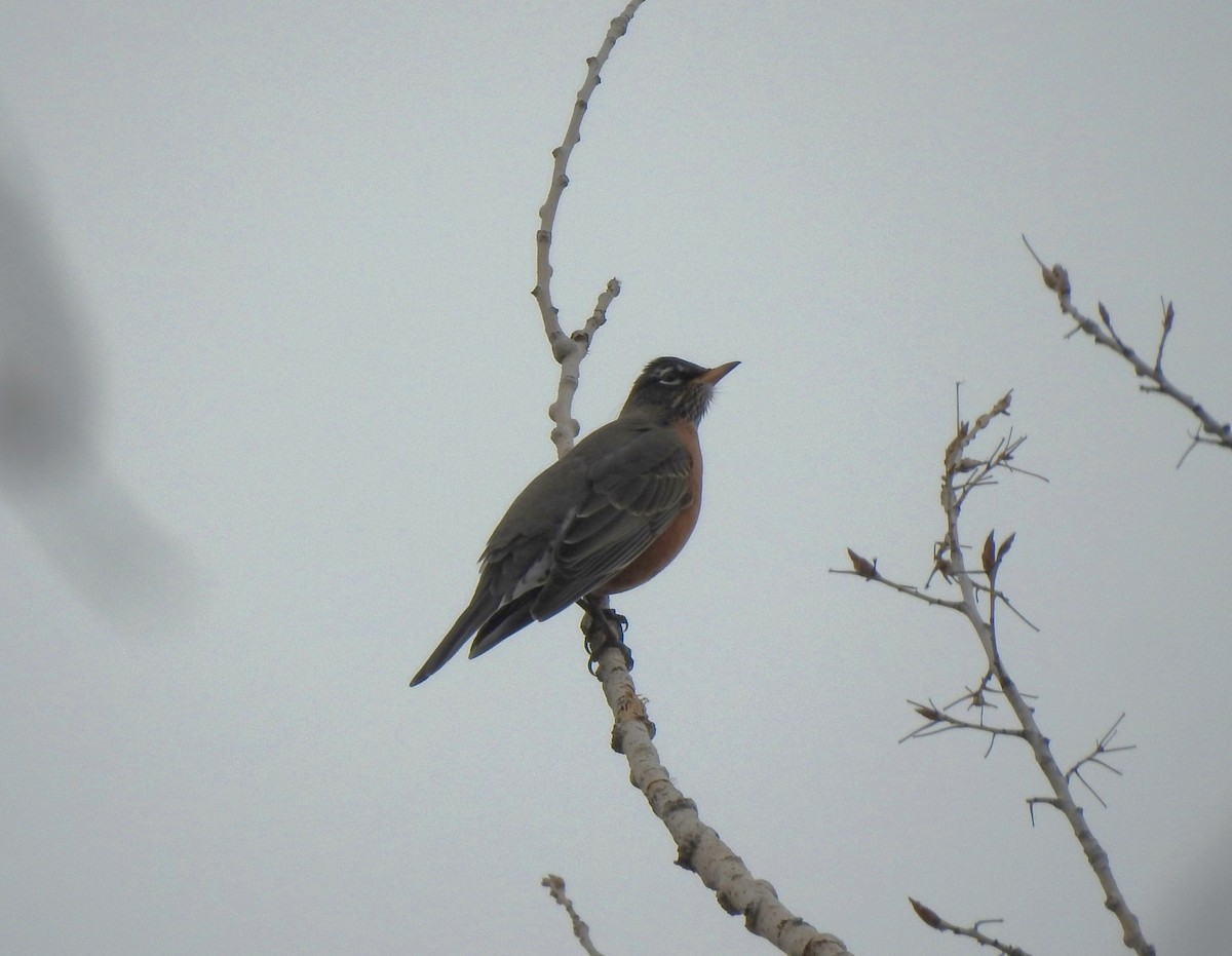 American Robin - ML612453131