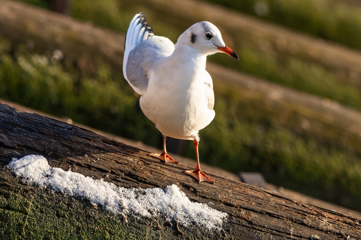 Black-headed Gull - ML612453186