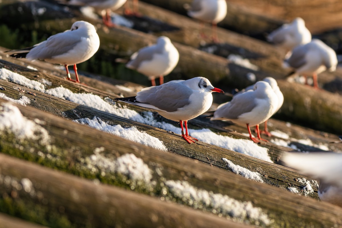 Black-headed Gull - ML612453189