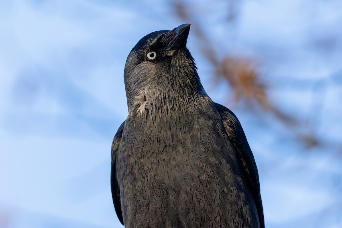 Eurasian Jackdaw - ML612453205