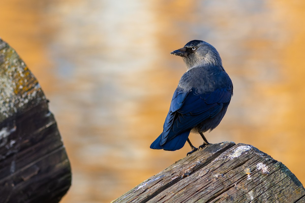 Eurasian Jackdaw - ML612453207