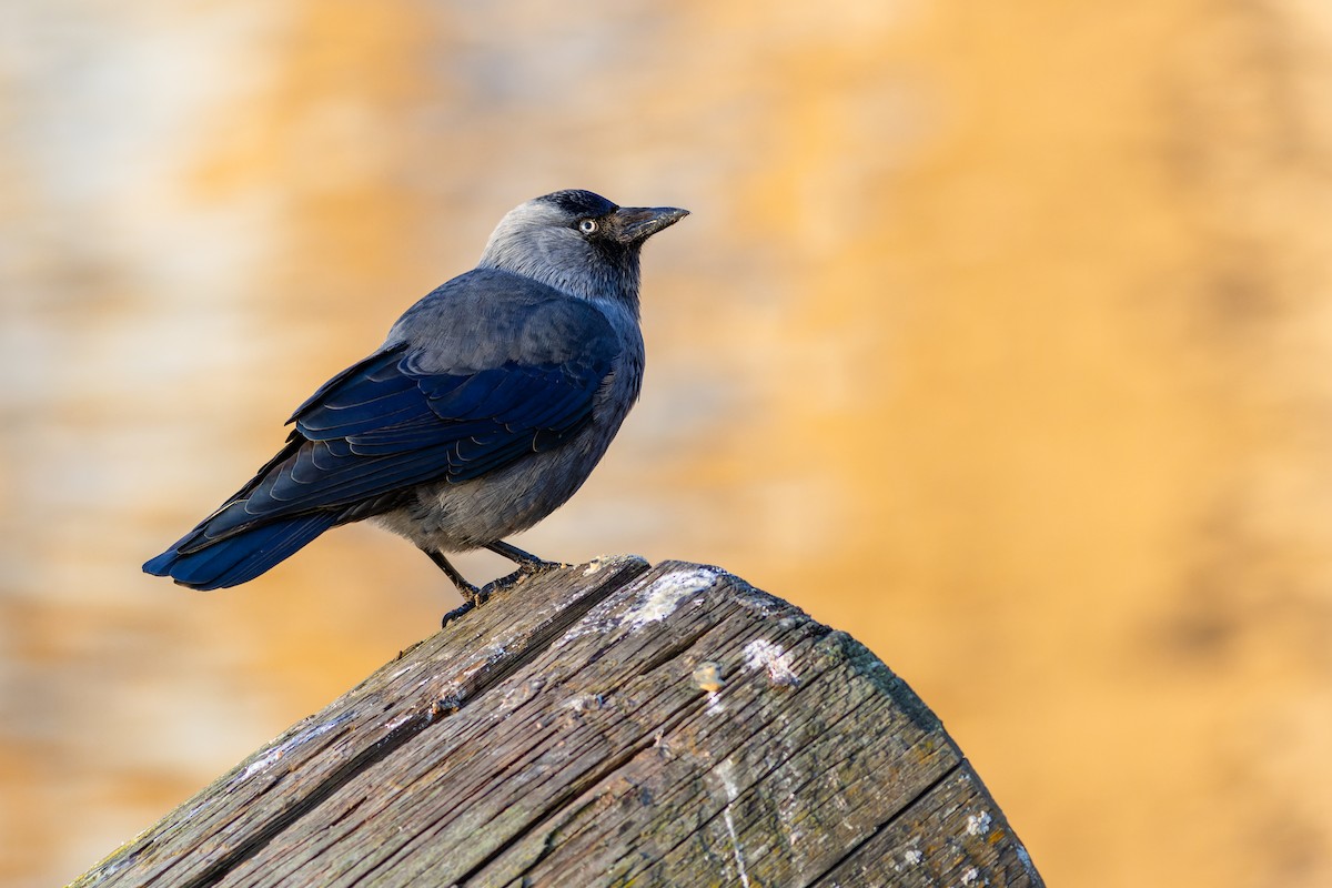 Eurasian Jackdaw - ML612453214