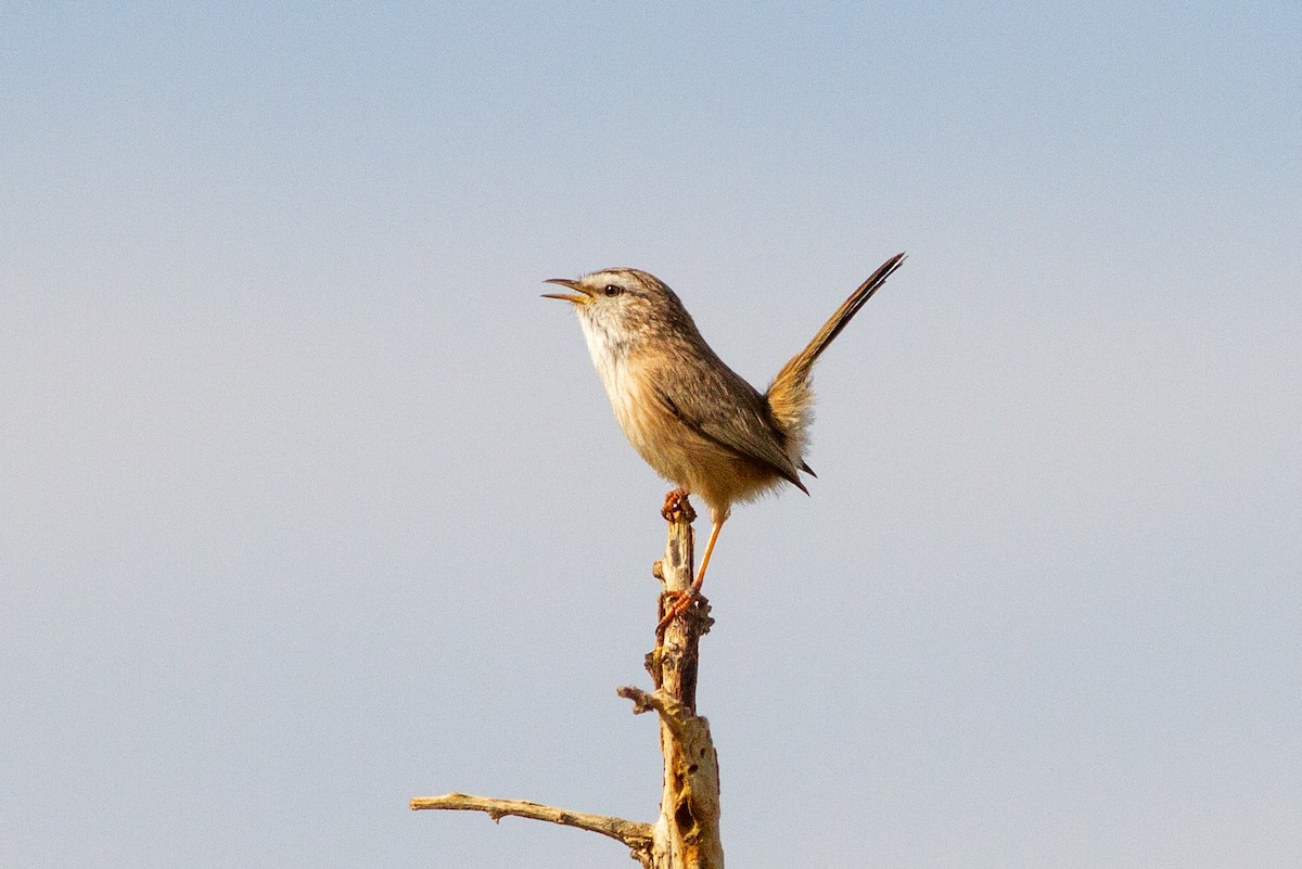 Scrub Warbler - ML612453238