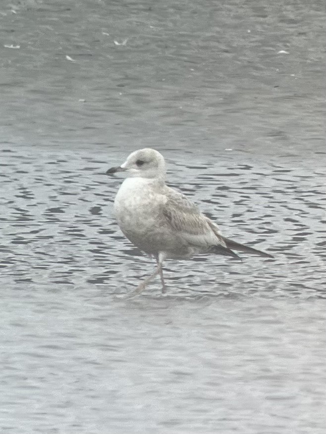 Short-billed Gull - ML612453263