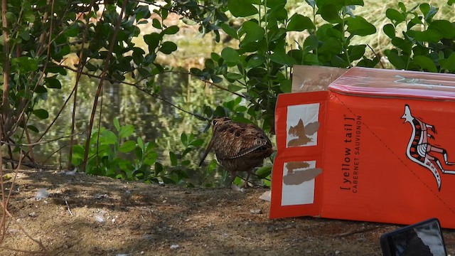 Eurasian Woodcock - ML612453450