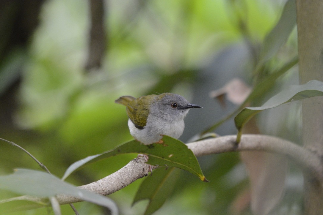 Green-backed Camaroptera - ML612453481