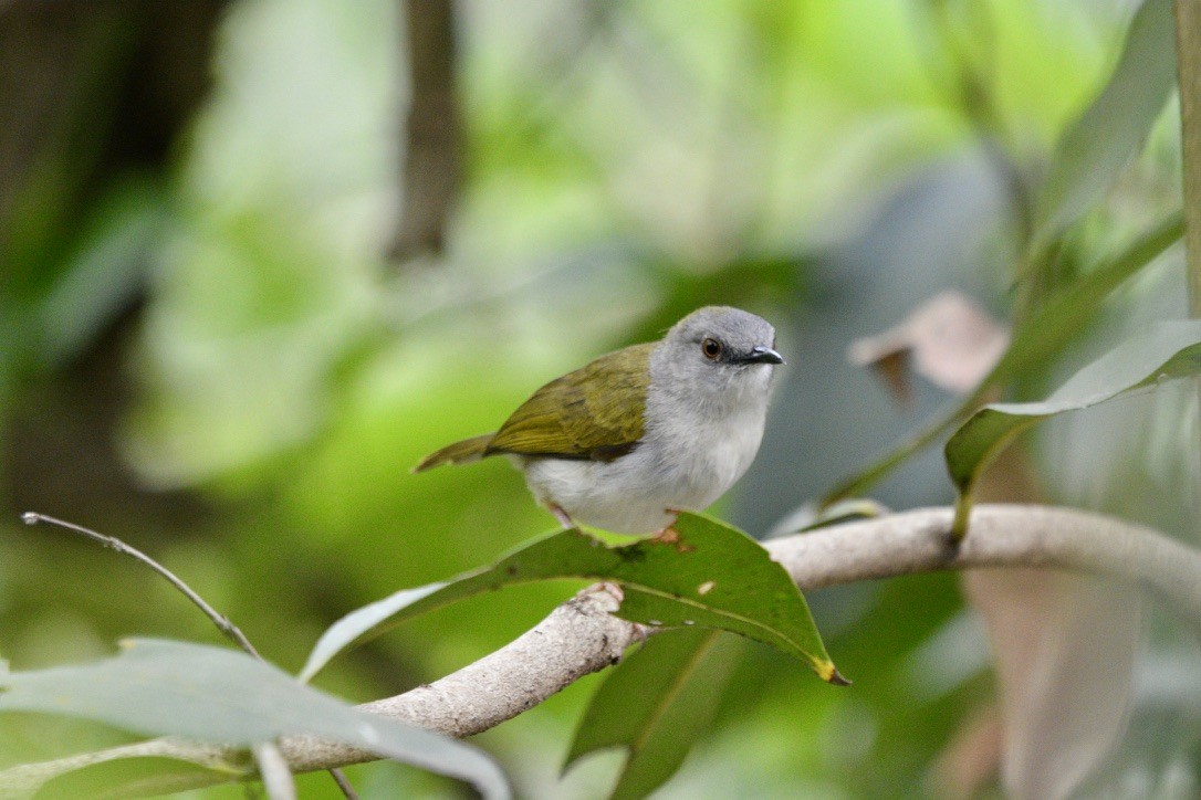 Green-backed Camaroptera - ML612453482