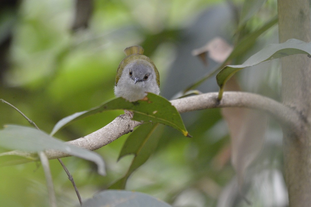 Green-backed Camaroptera - Sarel Snyman