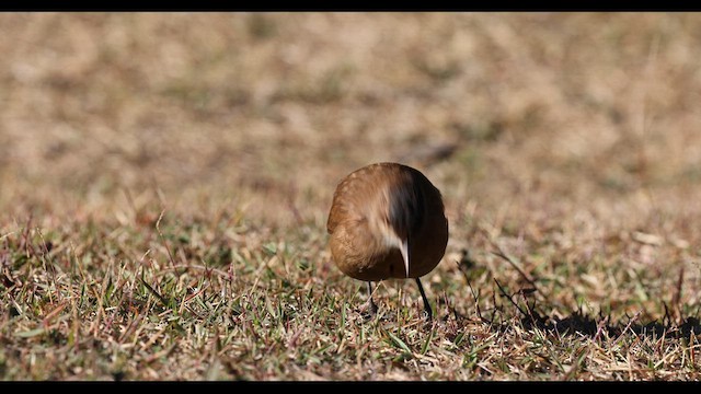 セアカカマドドリ - ML612453517