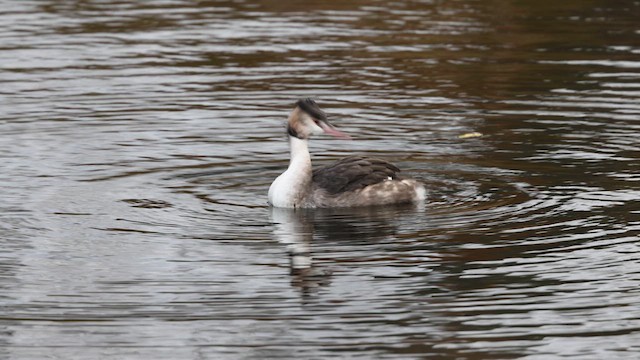 Great Crested Grebe - ML612453535