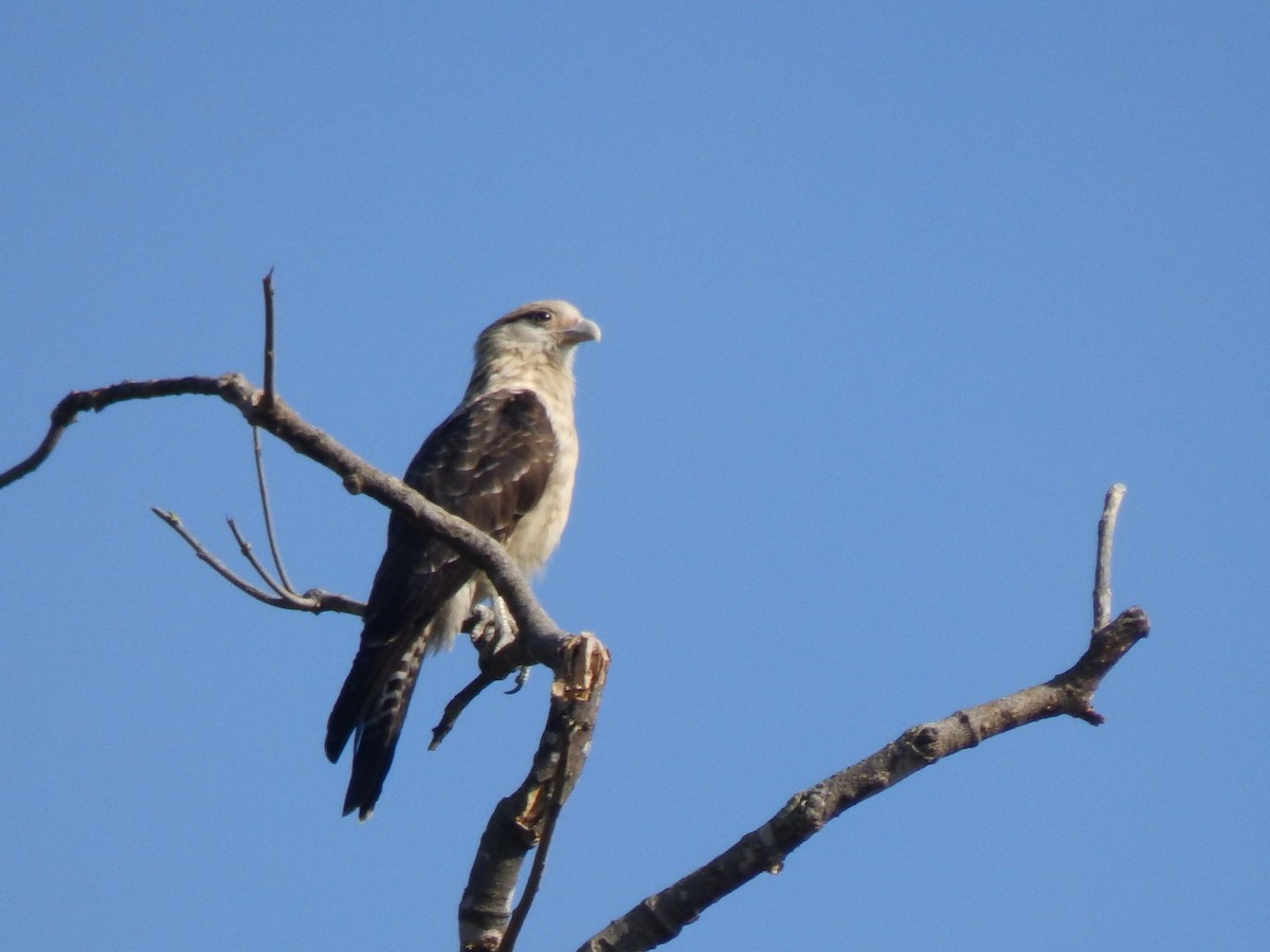 Caracara à tête jaune - ML612453564