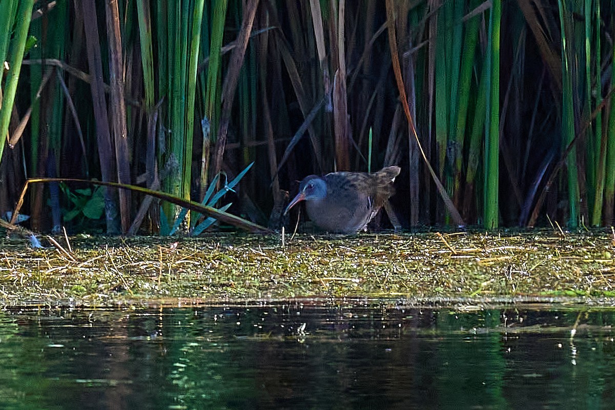 Virginia Rail - ML612453618