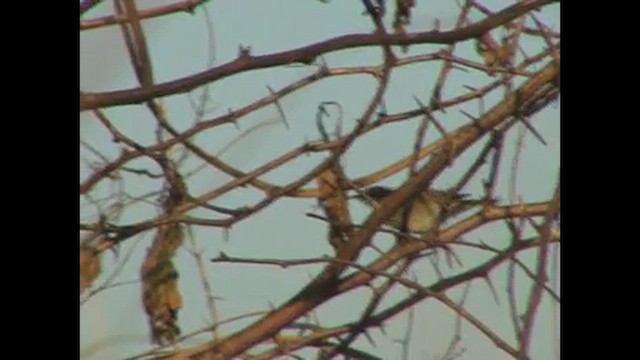 Arctic/Kamchatka Leaf Warbler - ML612453662