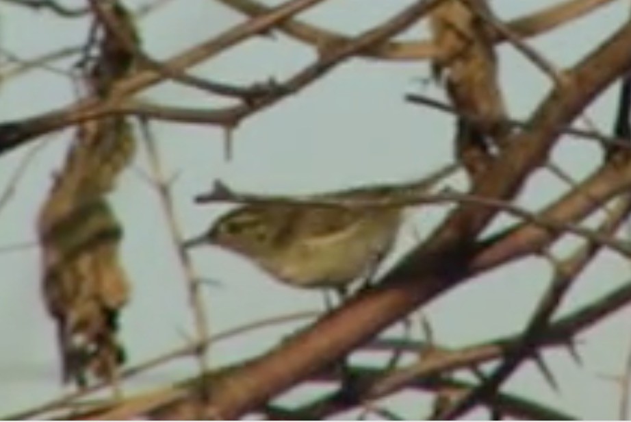 Arctic/Kamchatka Leaf Warbler - ML612453668