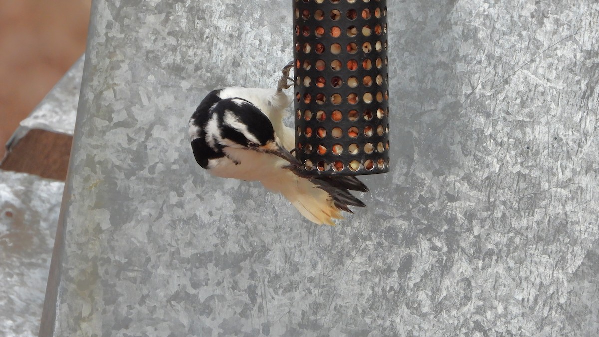 Hairy Woodpecker - ML612453689