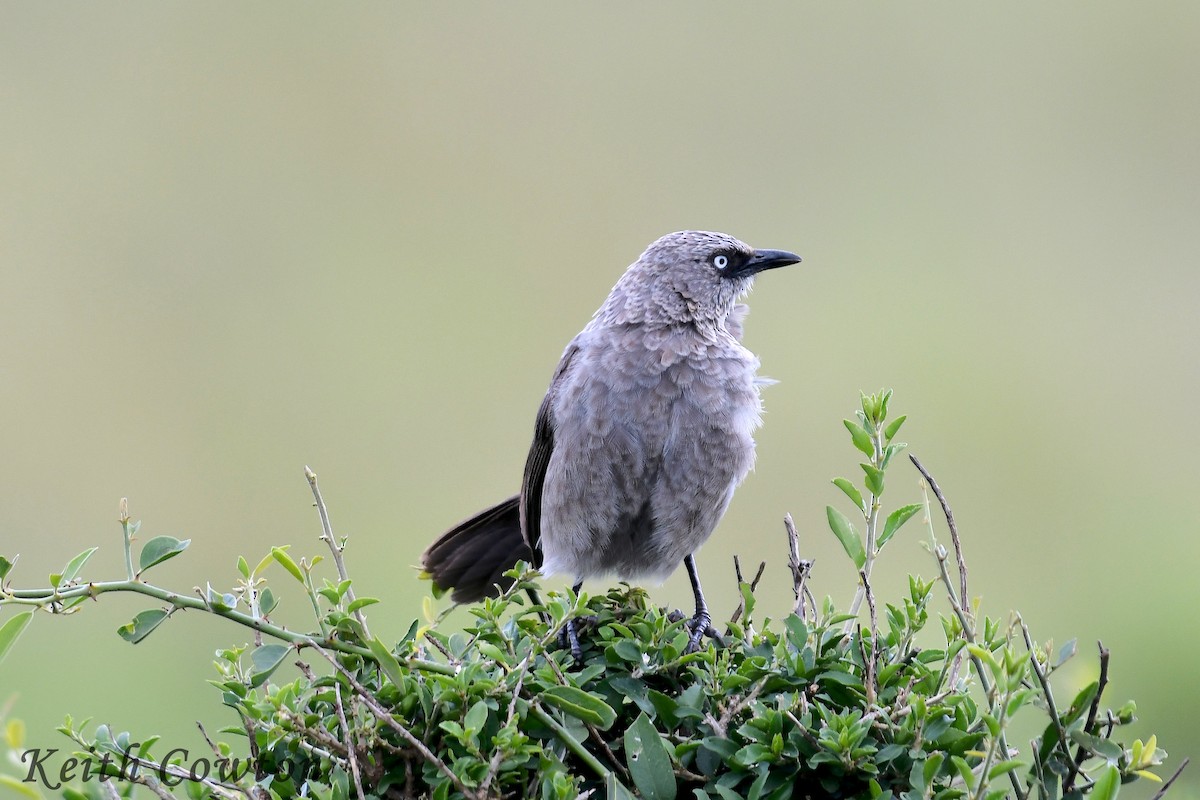 Black-lored Babbler (Sharpe's) - ML612453697