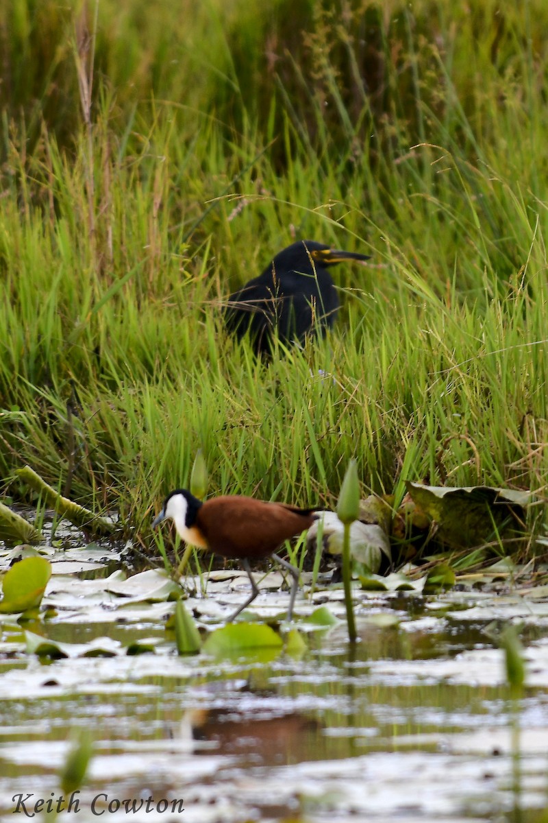 African Jacana - ML612453726