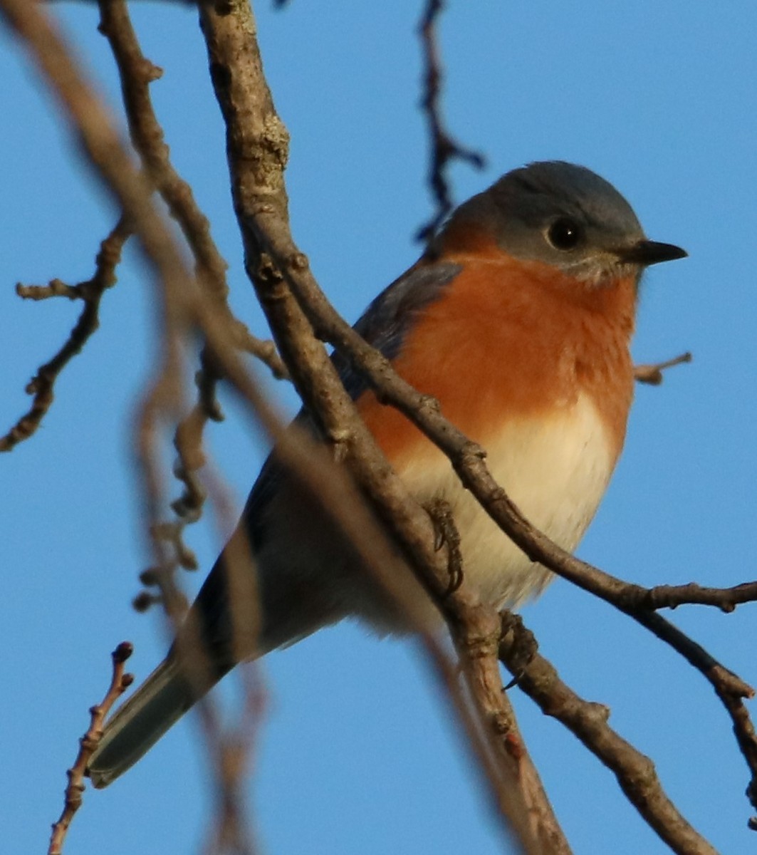 Eastern Bluebird - ML612453757