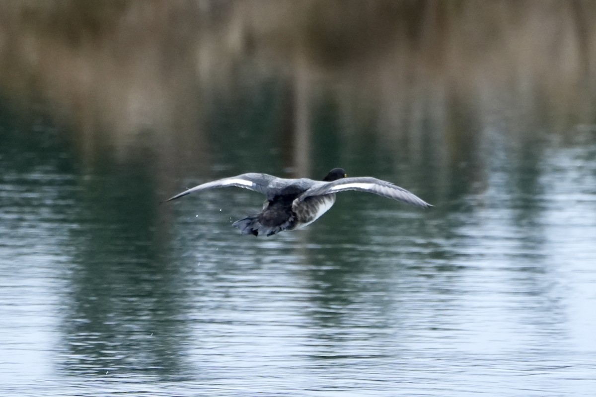 Lesser Scaup - ML612453870