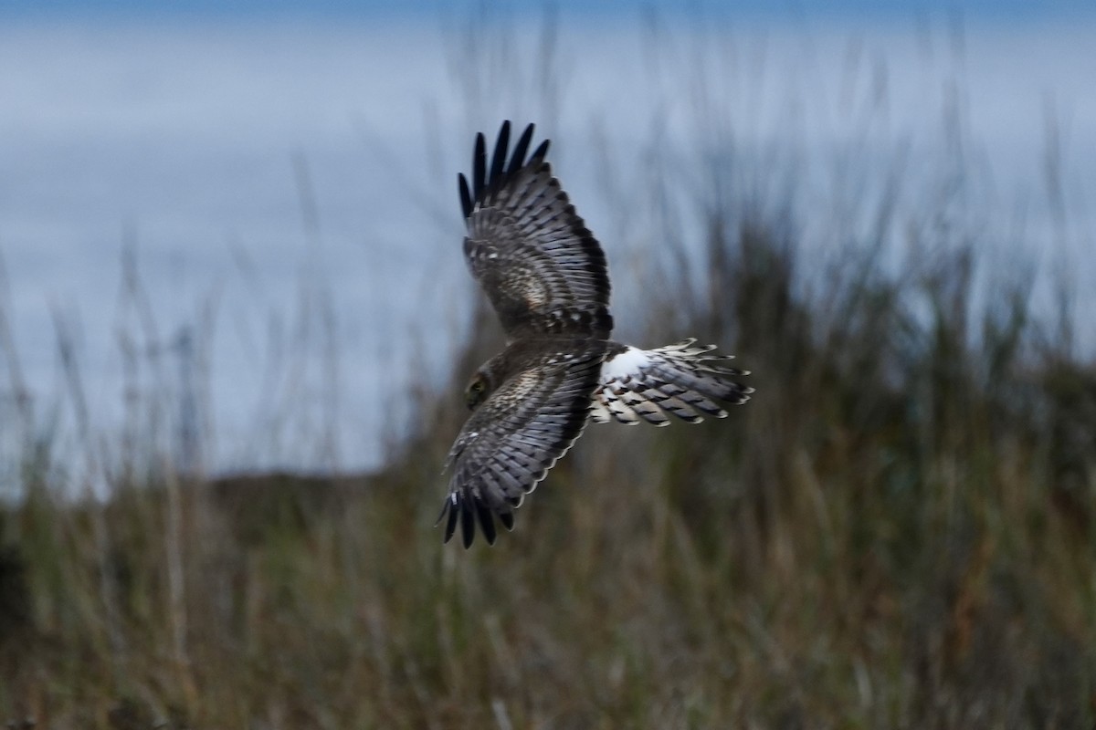 Northern Harrier - ML612453958