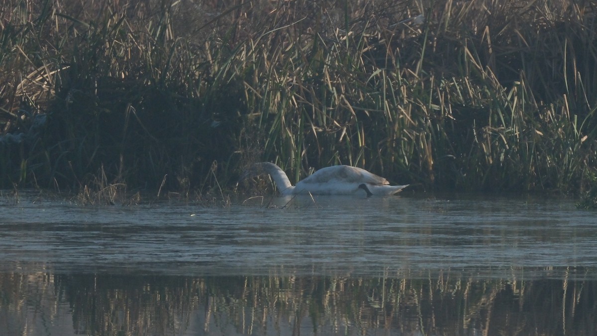 Mute Swan - ML612454011