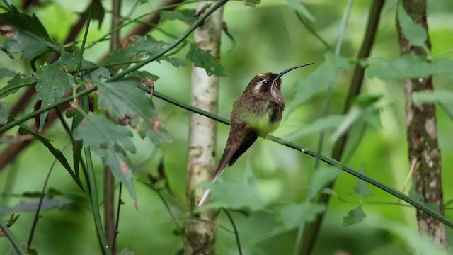 Dunkelkehl-Schattenkolibri - ML612454019