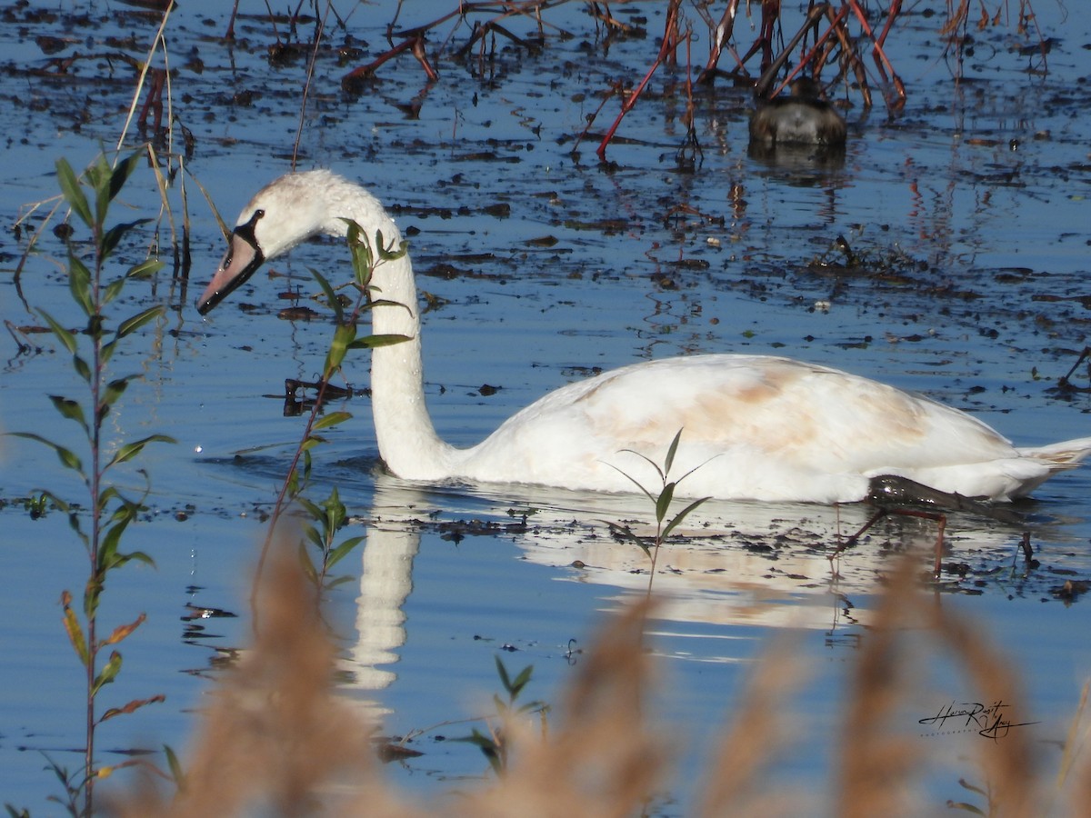 Mute Swan - ML612454038