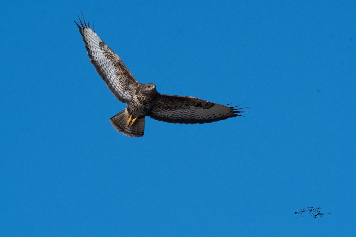 Common Buzzard - ML612454061