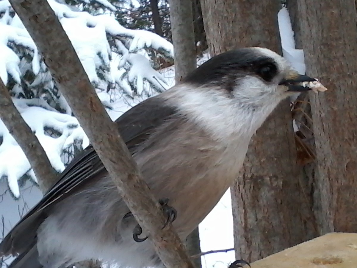 Canada Jay (Boreal) - ML612454083