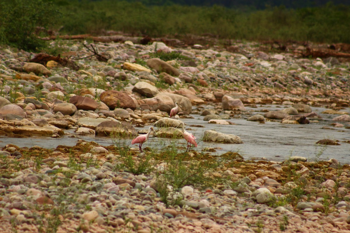 Roseate Spoonbill - ML612454100