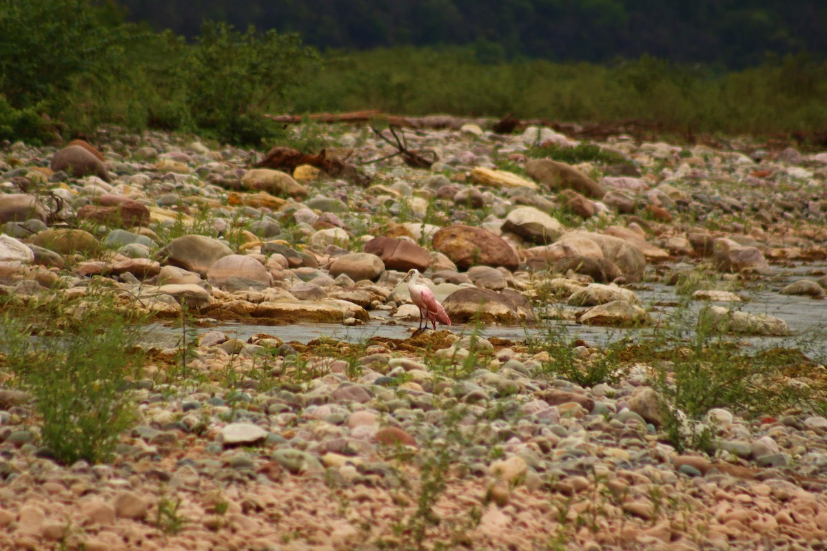 Roseate Spoonbill - ML612454101