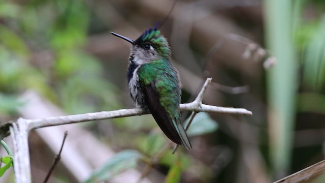 Purple-crowned Plovercrest - ML612454126