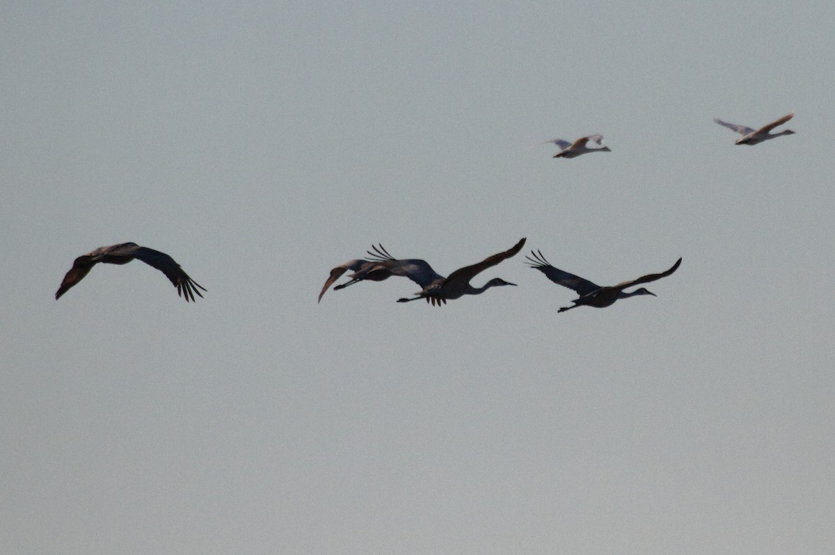 Sandhill Crane - ML612454132