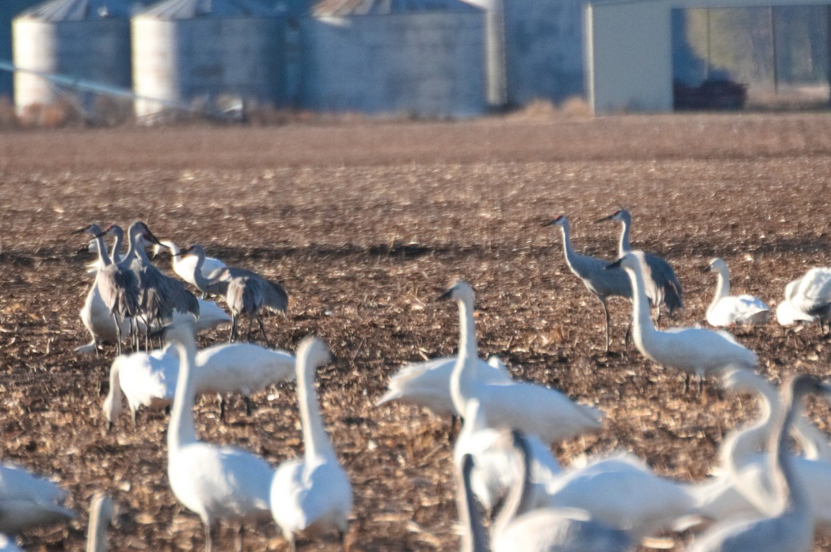 Sandhill Crane - ML612454133