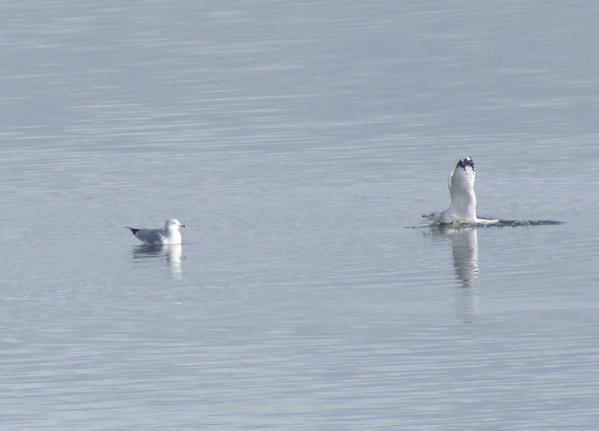 Ring-billed Gull - ML612454283