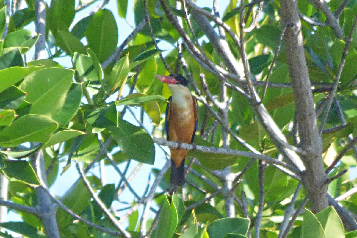 Black-capped Kingfisher - ML612454301