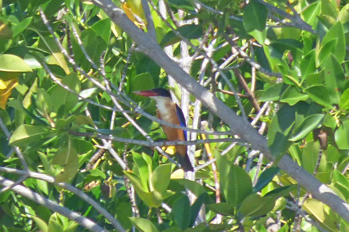 Black-capped Kingfisher - Hugo Sánchez