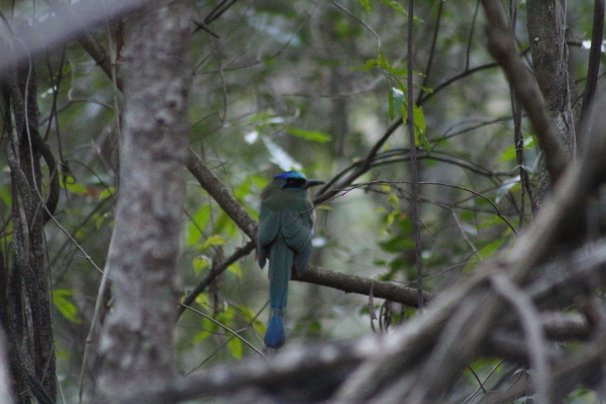 Amazonasmotmot - ML612454316