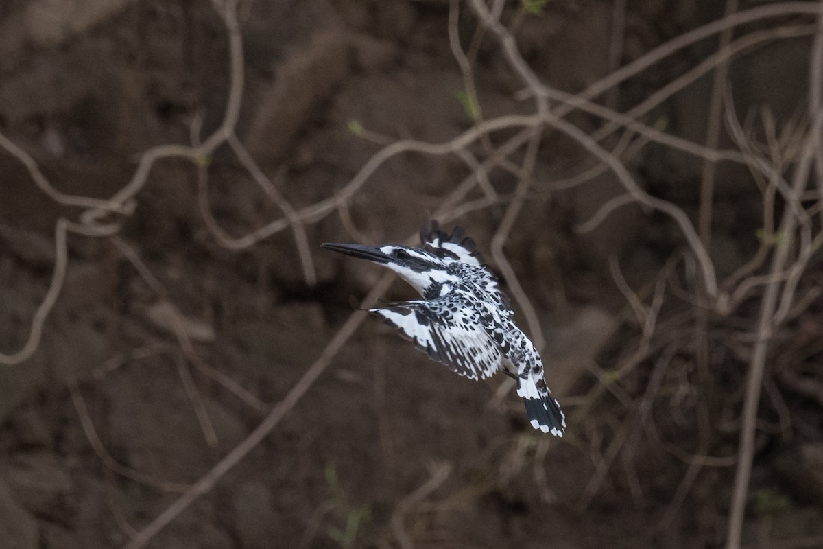 Pied Kingfisher - ML612454424