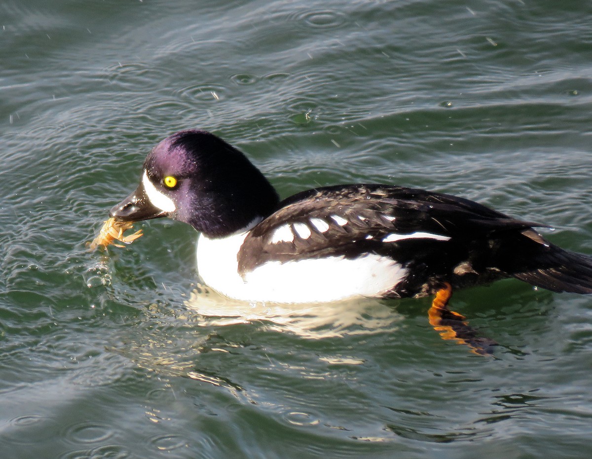 Barrow's Goldeneye - ML612454451