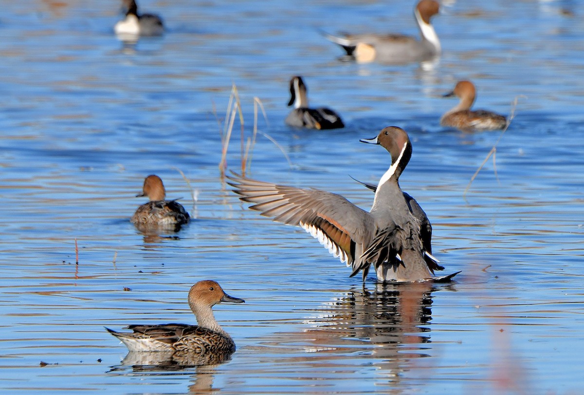 Northern Pintail - ML612454487